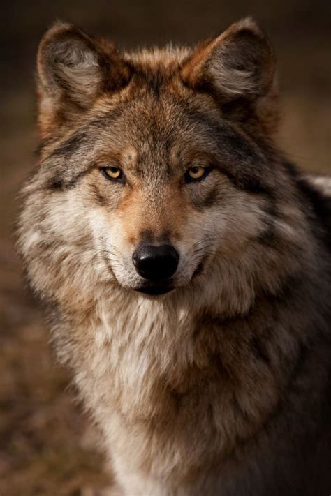 Pin By Tim Welch On Wolves Wolf Dog Mexican Gray Wolf Animals Wild