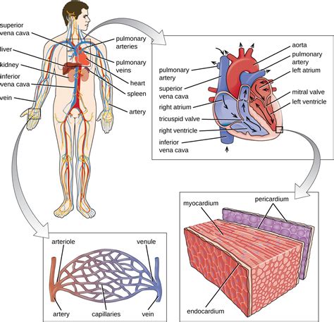 20 1 Anatomy Of The Circulatory And Lymphatic Systems Allied Health