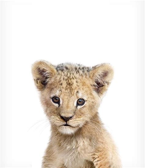 Flickr photos, groups, and tags related to the nurserypics flickr tag. Baby Lion Print | Baby animal prints, Safari animal prints ...