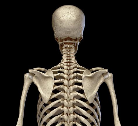 Rear View Of The Human Torso Skeletal Photograph By Pixelchaos Pixels