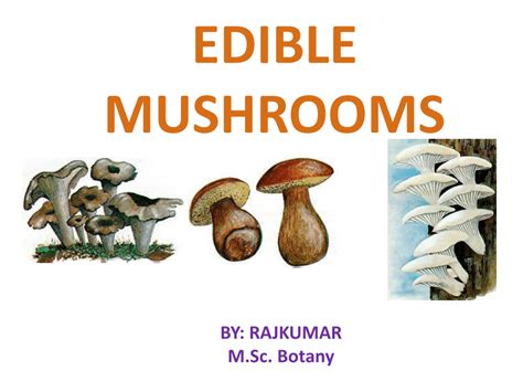 Edible And Poisonous Mushrooms Pdf All Mushroom Info