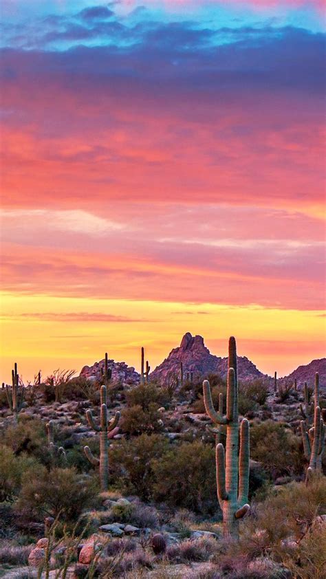 Az Sunsetsunrise Saguaro Cactus Collection Video Desert Sunrise