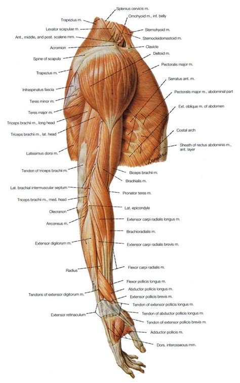 The shoulder is the most movable joint in the body. Anatomy Arm Muscles Muscles Of The Upper Arm ...