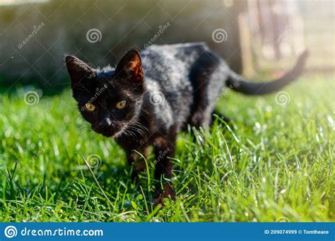 Black Cat On Green Grass Stock Image Image Of Lying 209074999