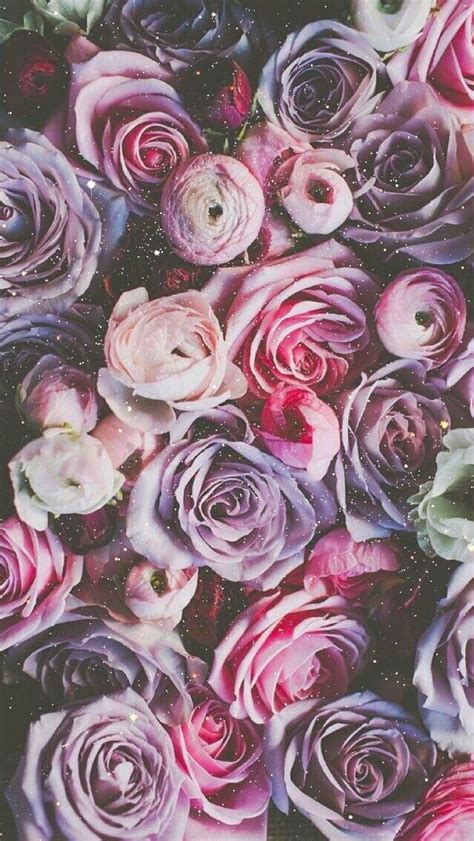 Pink And Purple Winter Roses And Ranunculus Fondos
