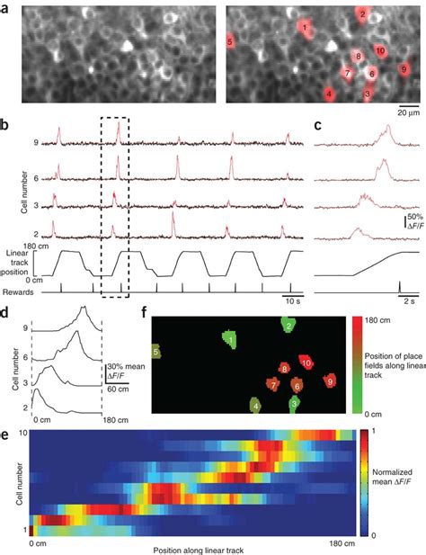 Imaging Ca1 Place Cells In The Dorsal Hippocampusa Two Photon Image