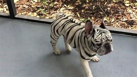 Fearsome Tiger Striped Frenchie Video Dailymotion