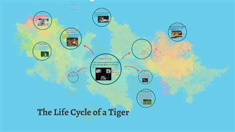 The Life Cycle Of A Tiger By Taylor Simmons On Prezi Next