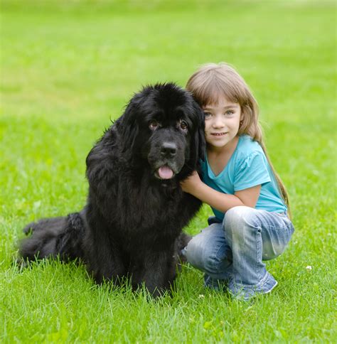 Photos Of Newfoundlands That Show Just How Massive These Dogs Really Are