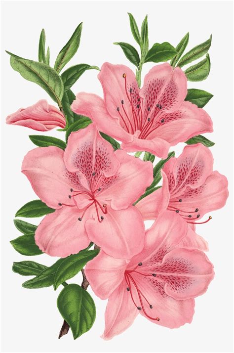 Pink Bunch Of Flowers Drawing Drawing Of Pink Flowers Transparent Png