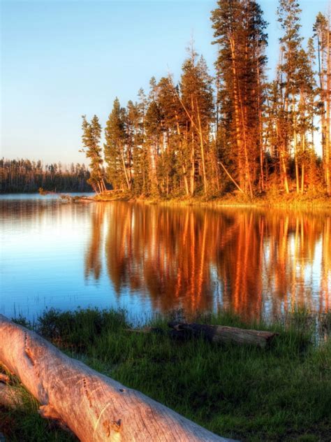 Free Download Lake Evening Trees Log Water Light Wallpaper Background