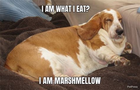 See more ideas about dog memes, funny dogs, funny animals. 10+ Funny fat dog memes | Page 3 of 3 | PetPress