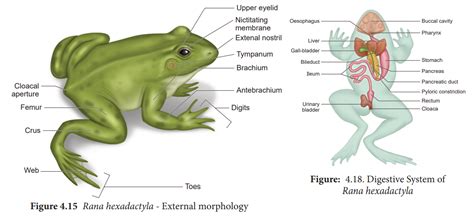 Frog Respiratory System