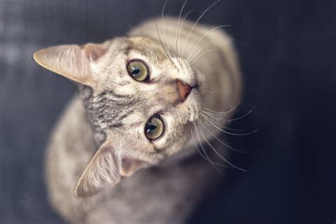 A Cat Looking Up At Camera Stock Photo Image Of Feline 90685792