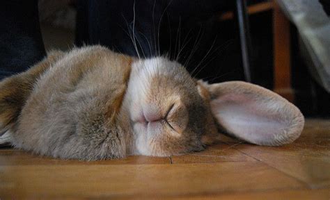 Let Sleeping Bunnies Lie Funny Bunnies Baby Bunnies Cute Bunny