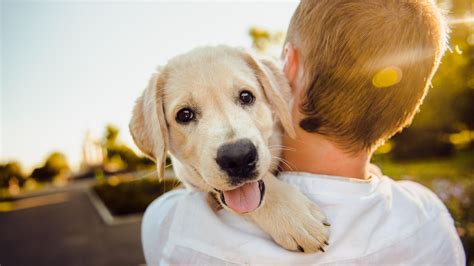Top Tips For Bringing Home A New Dog Dealing With The Crucial First 2