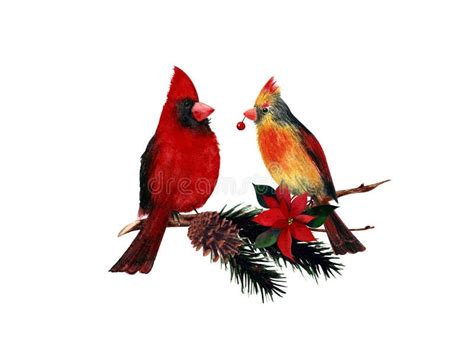 Watercolor Male And Female Cardinal Birds With Pine Branchcone And