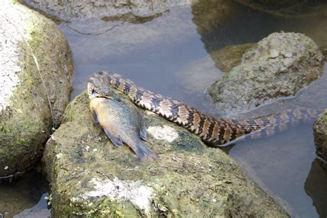 Diamondback Water Snake Eating A Fish A Photo On Flickriver
