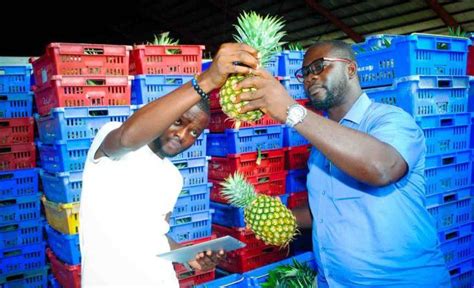 Doing Business In Ghana Agriculture Sector Step By Step Guide Ghana