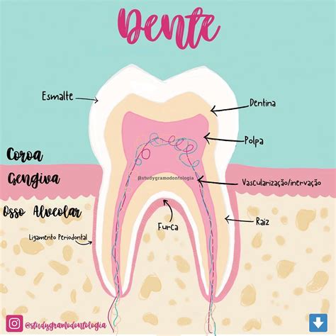 Anatomia Do Dente