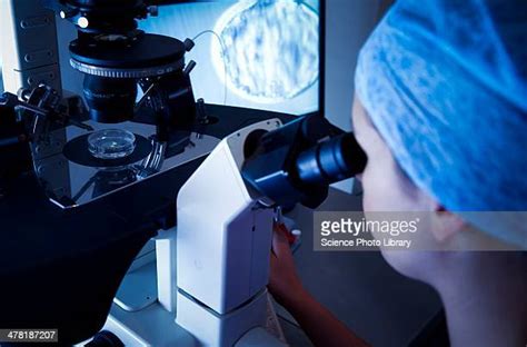 ivf treatment sperm being injected into human egg photos and premium high res pictures getty