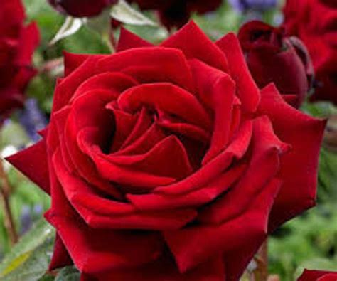 Strong Fragrant Red Rose Flower Seeds Professional Pack 50 Etsy In