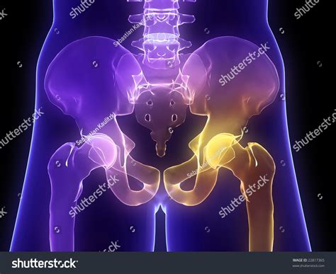 Highlighted Hip Joint Stock Photo 22817365 Shutterstock