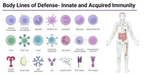 Body Lines Of Defense Innate And Acquired Immunity