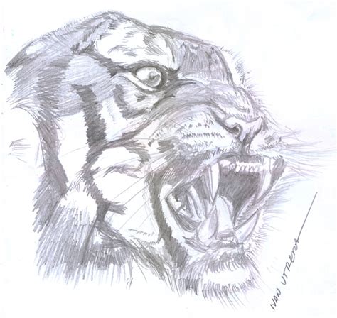 Tigre A Lapiz Por Ivanutrera Dibujando