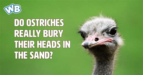 Do Ostriches Really Bury Their Heads In The Sand Wisdom Biscuits