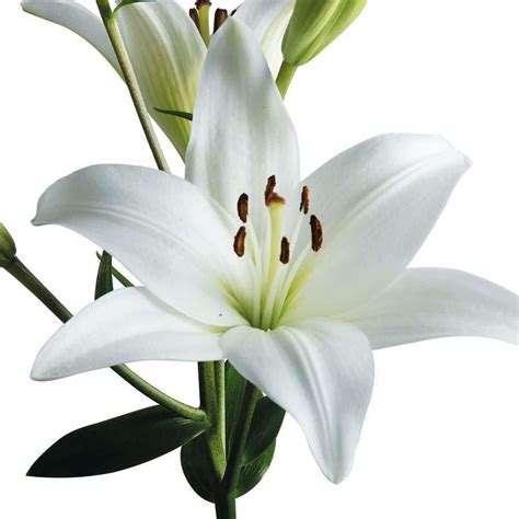 Lily La Hybrid Bach Cm Stem Bunch Lily Lily Flower White Lilies