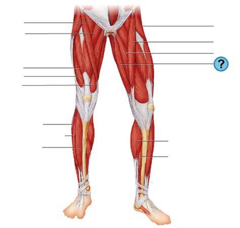 Muscular System Flashcards Quizlet