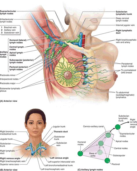 Pin On Lymphatic