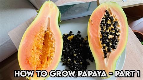 How To Grow Papaya Tree From Seed Papaya Germination And Propagation