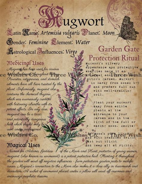 Herb Book Of Shadows Pages Pagan Printable Herb Printable Etsy Book
