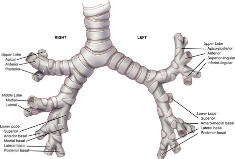 Anatomy Of The Trachea Carina And Bronchi Thoracic Surgery Clinics