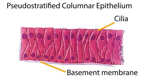 Describe Various Types Of Epithelial Tissues With The Help Of Labeled