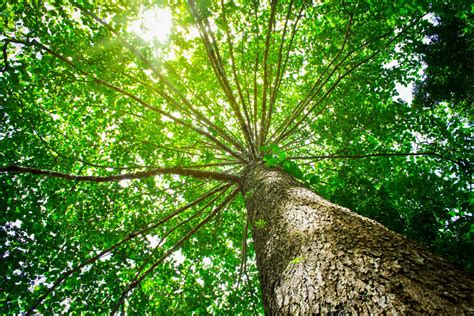 Forest Canopy Leaves Are Losing Their Cooling Ability •