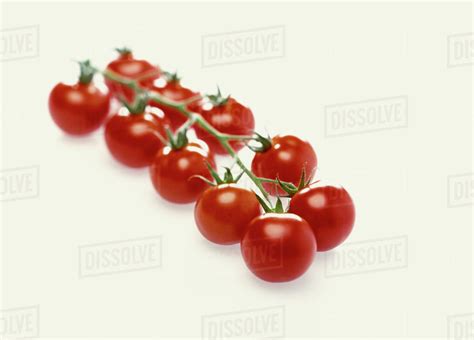 Ten Tomatoes On A Truss Stock Photo Dissolve