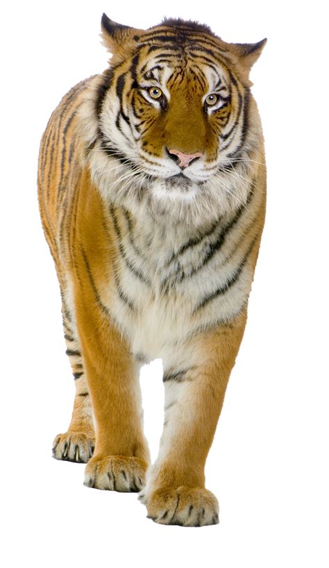 Tiger Png By Lg Design On Deviantart