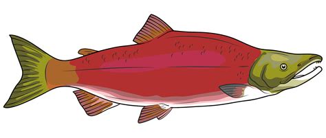 Salmons Clip Art Library