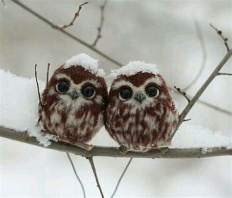 Owlets In The Snow Cute Baby Owl Baby Owls Animals Beautiful