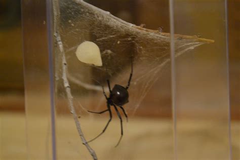Can Black Widows Lay Eggs Without Mating Spiders