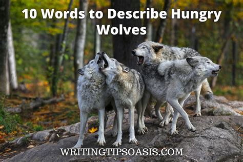 10 Words To Describe Hungry Wolves Writing Tips Oasis A Website
