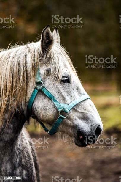 Potret Kuda Di Halaman Kepala Kuda Putih Foto Stok Unduh Gambar