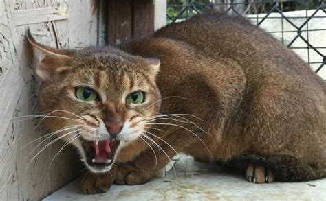 Domestic Wild Cats New F1 Jungle Cat Hybrids Queens