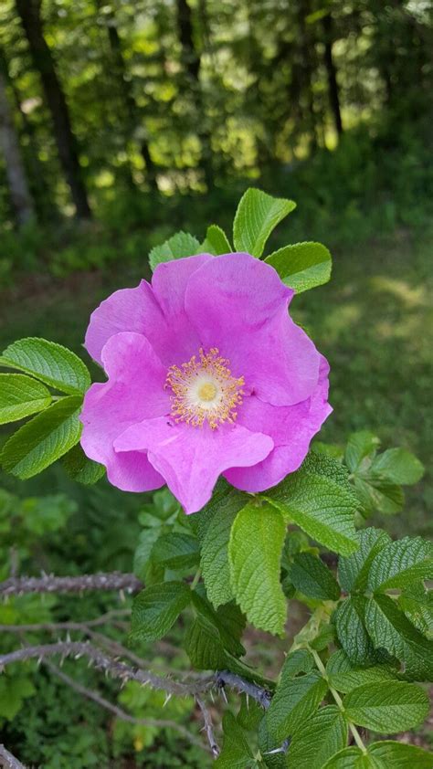 While new england's trees don't fail to inspire awe flowers are white or pink, single or double, and some give a pleasing fragrance. Beach roses. New England. | Rose, Garden, Beautiful