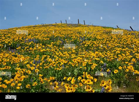Hills With Spring Flowers Hi Res Stock Photography And Images Alamy