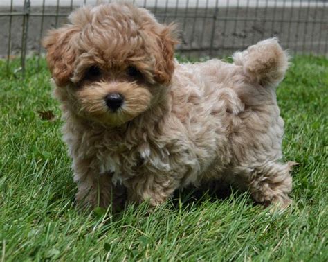 Best 25 Shih Poo Ideas On Pinterest Shipoo Puppies Shih Poo Puppies