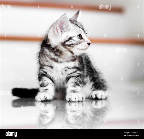 Cute American Shorthair Cat Kitten Stock Photo Alamy